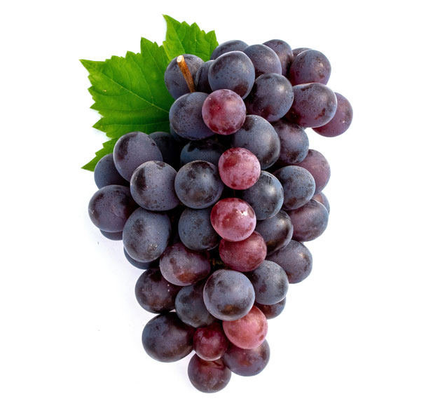 نهال انگور شانی